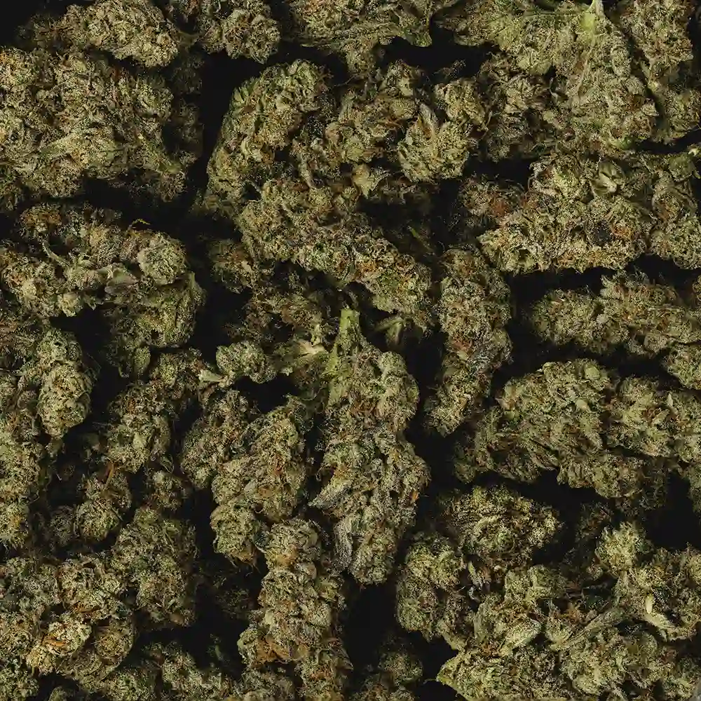 Buy French Kisz - Image 2