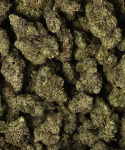 Alternative view of Buy Morning Glory