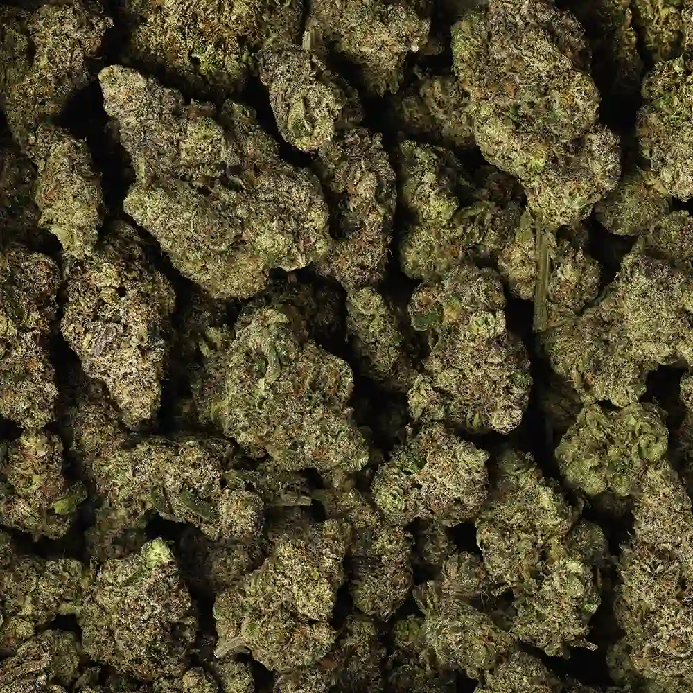 Buy Morning Glory - Image 2