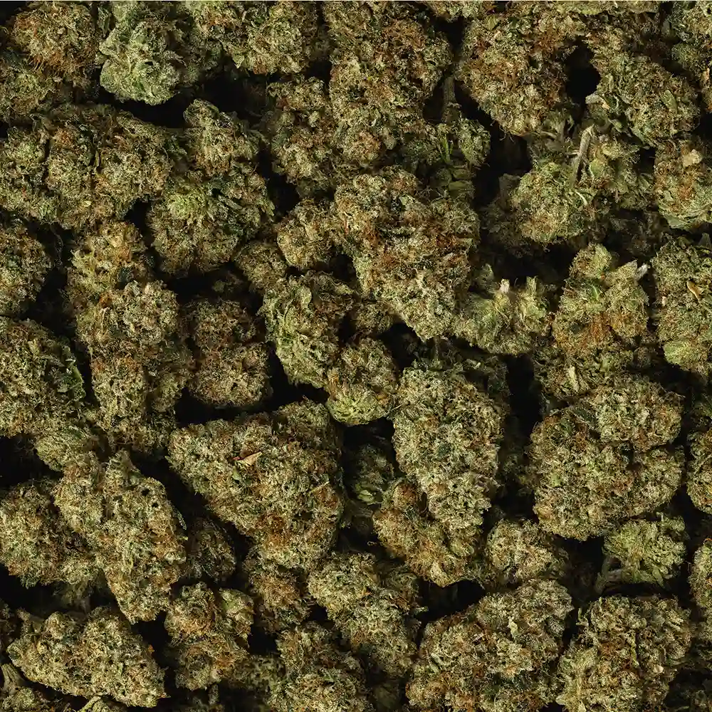 Buy Billy Kimber OG - Image 2